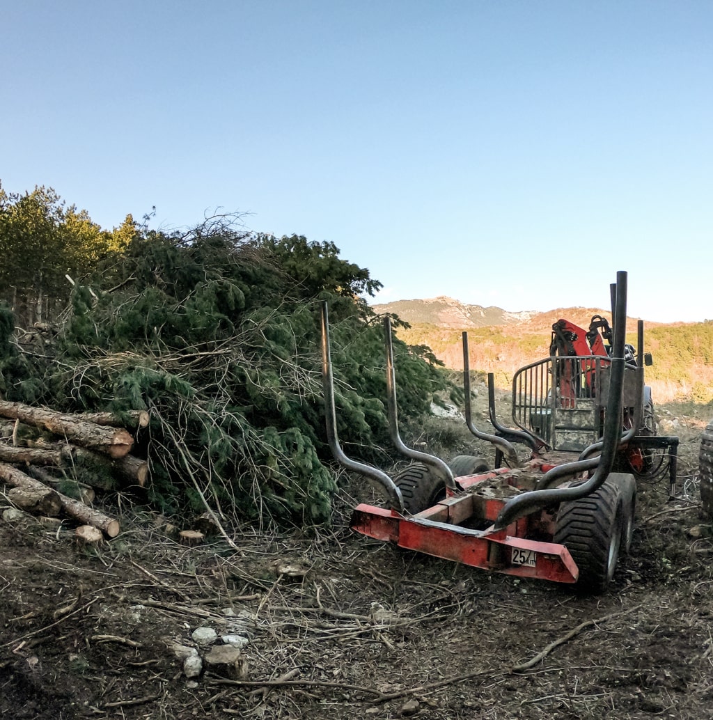 forestry mulching a wooded area