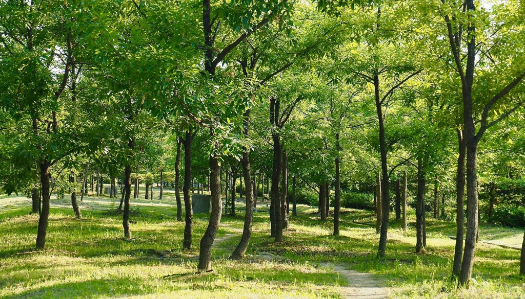 There are a lot of benefits of brush clearing. Elevation of property value is one of them. This image shows a lush, green, grassy and well-maintained area with mature trees.