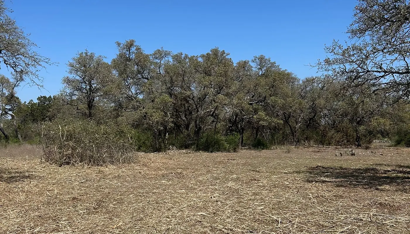 The benefits of brush clearing.