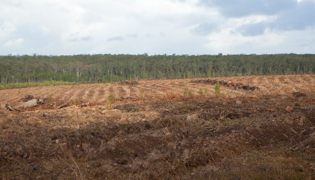 You shouldn't worry about how to clean up after forestry mulching when we are here for you. Image shows a land after site clearing process.