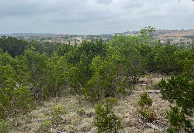 benefits of land clearing in Austin TX